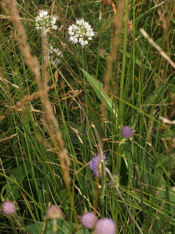 Allium ericetorum Thore
